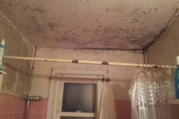 Residential Mold Removal